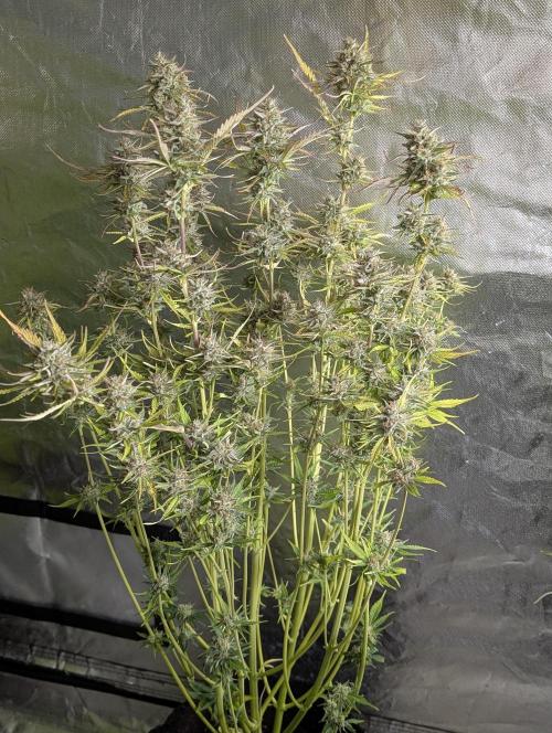 Twilight Zlush Auto x4. Week 11 - N3