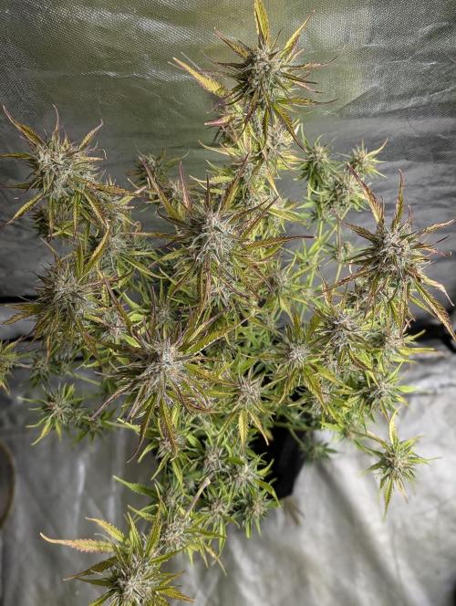 Twilight Zlush Auto x4. Week 11