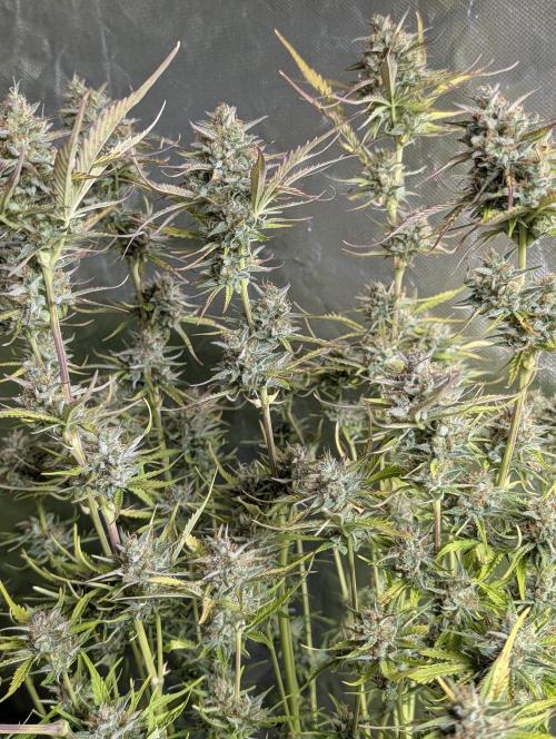 Twilight Zlush Auto x4. Week 11