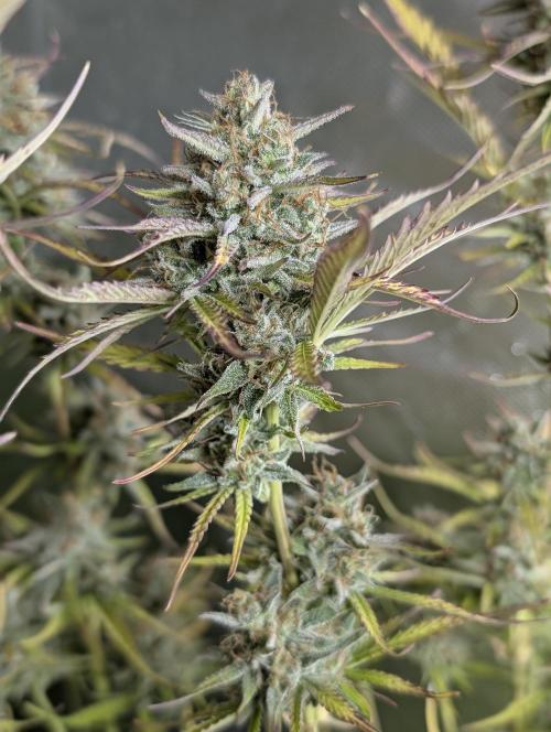 Twilight Zlush Auto x4. Week 11