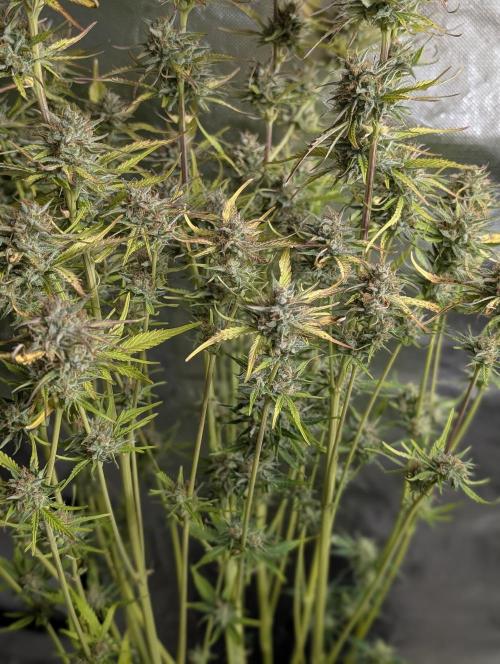 Twilight Zlush Auto x4. Week 11