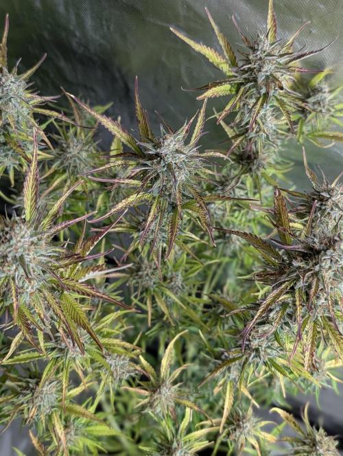 Twilight Zlush Auto x4. Week 11