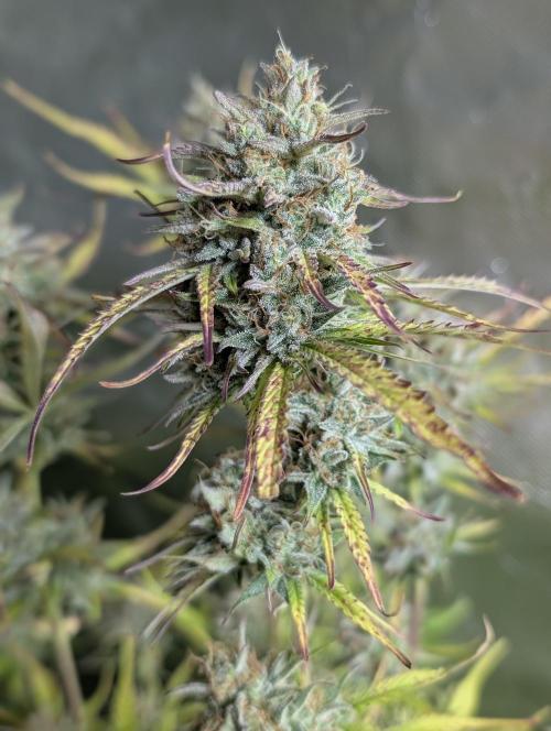 Twilight Zlush Auto x4. Week 11