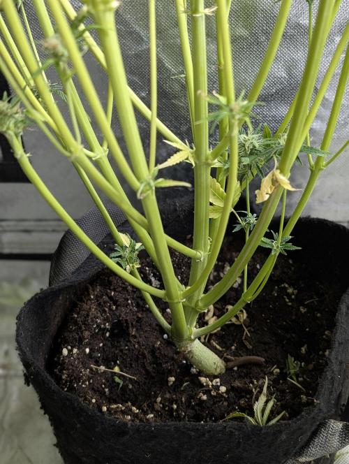 Twilight Zlush Auto x4. Week 11