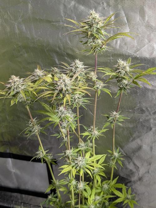 Twilight Zlush Auto x4. Week 11 - N4