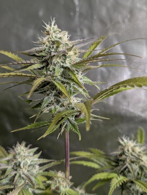 Twilight Zlush Auto x4. Week 11