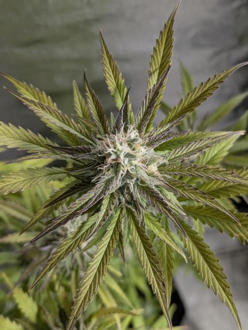 Twilight Zlush Auto x4. Week 11