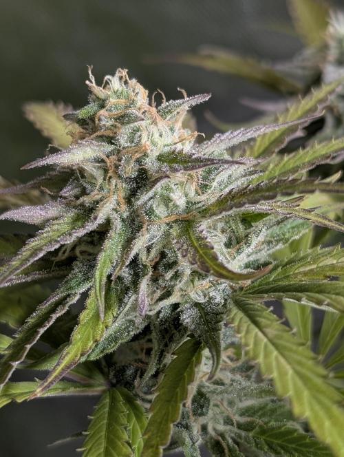 Twilight Zlush Auto x4. Week 11