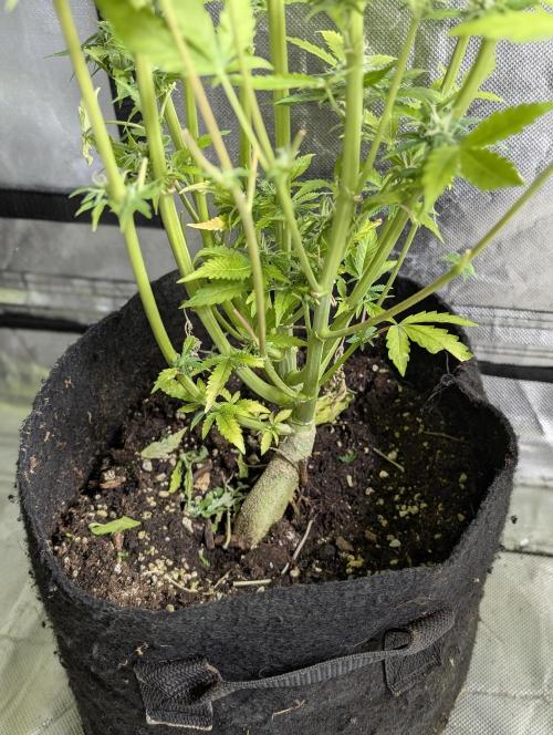 Twilight Zlush Auto x4. Week 11