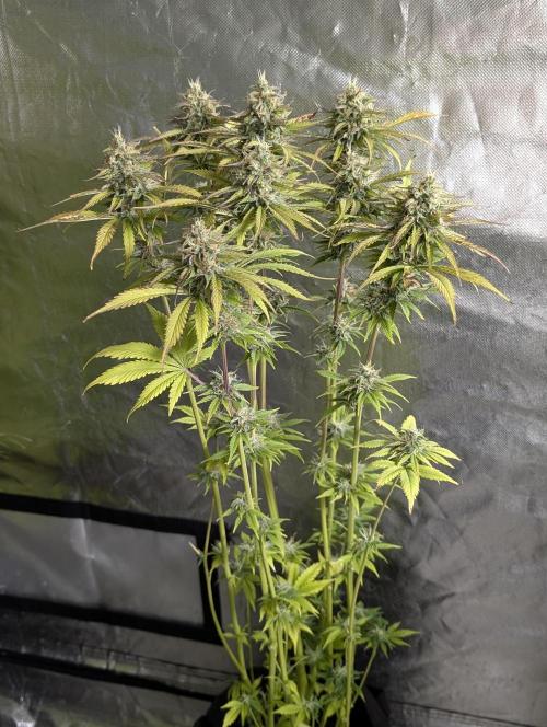 Twilight Zlush Auto x4. Week 11 - N1