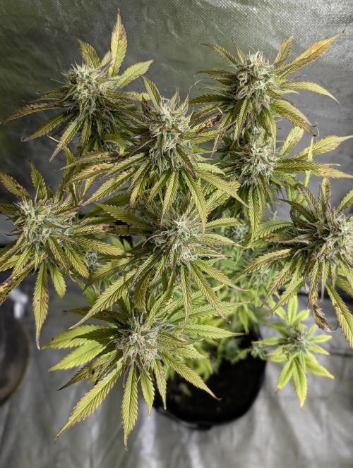 Twilight Zlush Auto x4. Week 11