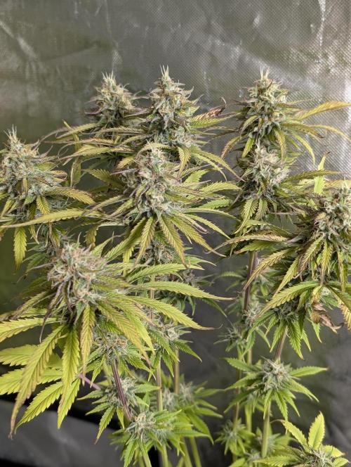 Twilight Zlush Auto x4. Week 11