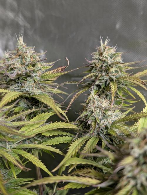 Twilight Zlush Auto x4. Week 11