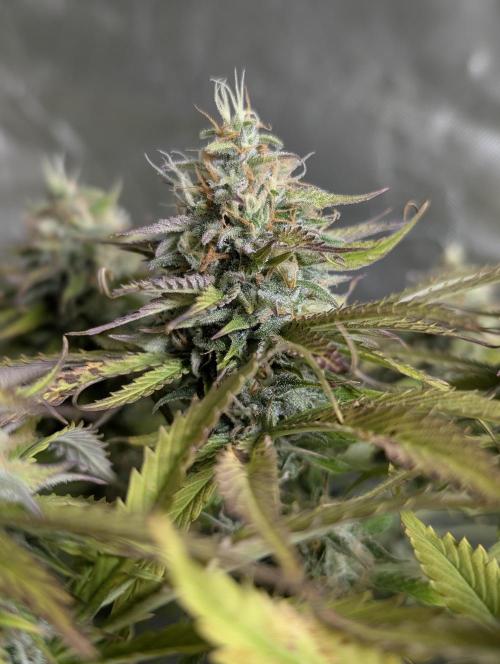 Twilight Zlush Auto x4. Week 11