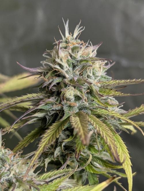 Twilight Zlush Auto x4. Week 11