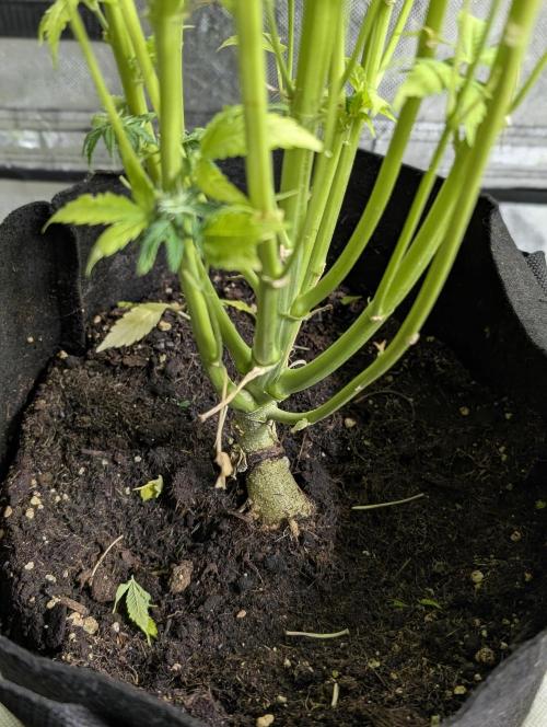 Twilight Zlush Auto x4. Week 11