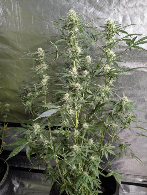 Twilight Zlush Auto x4. Week 11 - N2