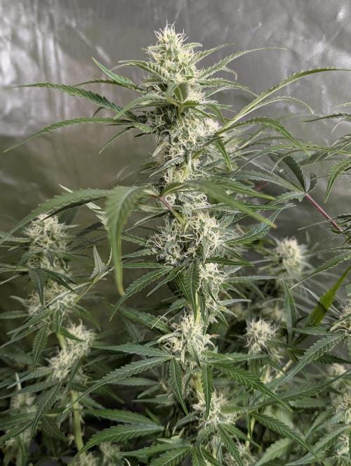 Twilight Zlush Auto x4. Week 11