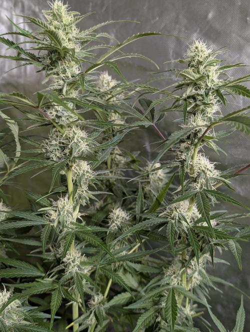 Twilight Zlush Auto x4. Week 11
