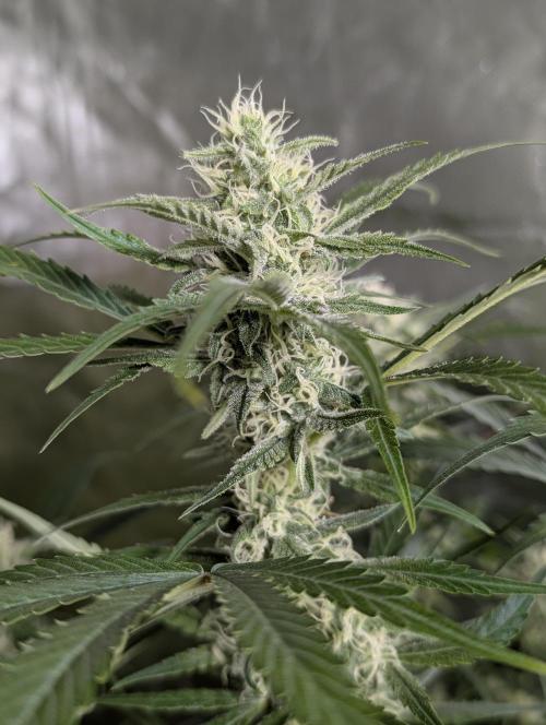 Twilight Zlush Auto x4. Week 11