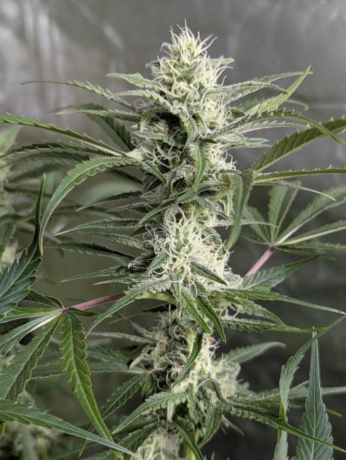 Twilight Zlush Auto x4. Week 11