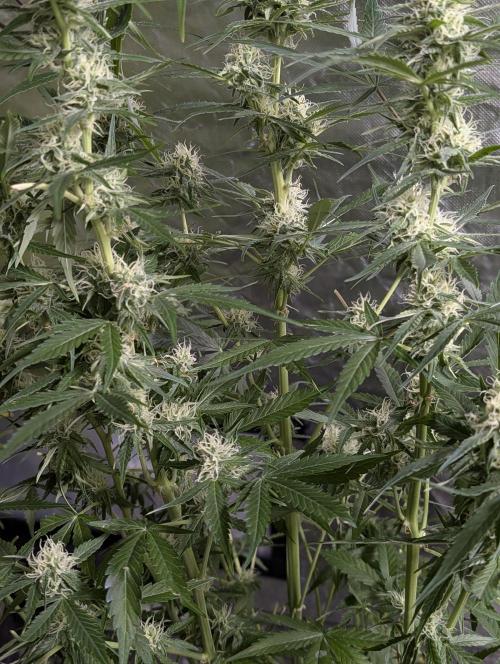 Twilight Zlush Auto x4. Week 11