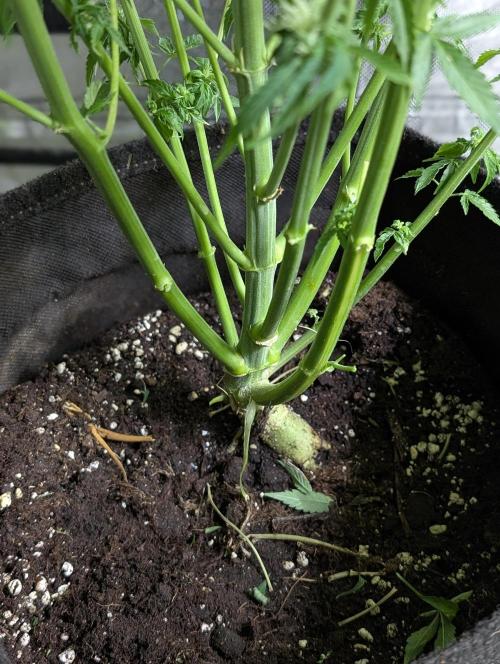 Twilight Zlush Auto x4. Week 11