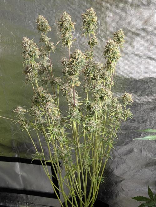 Twilight Zlush Auto x4. Week 11 - N3