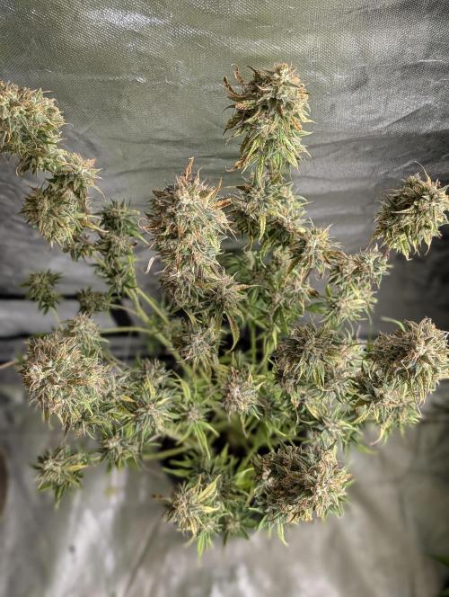 Twilight Zlush Auto x4. Week 11
