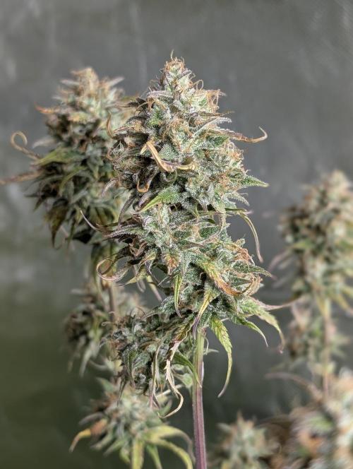 Twilight Zlush Auto x4. Week 11