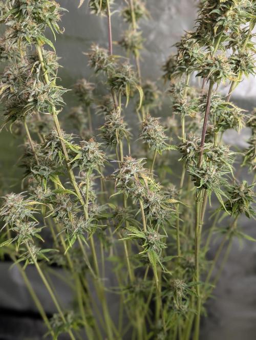 Twilight Zlush Auto x4. Week 11