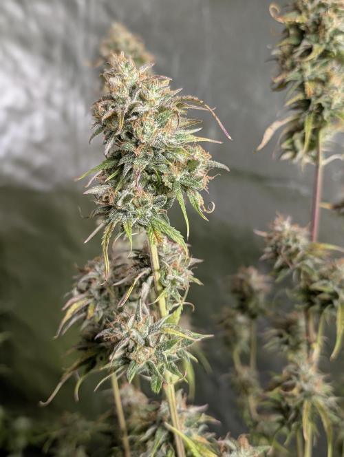 Twilight Zlush Auto x4. Week 11