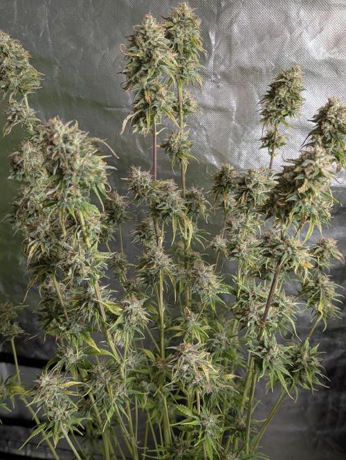 Twilight Zlush Auto x4. Week 11