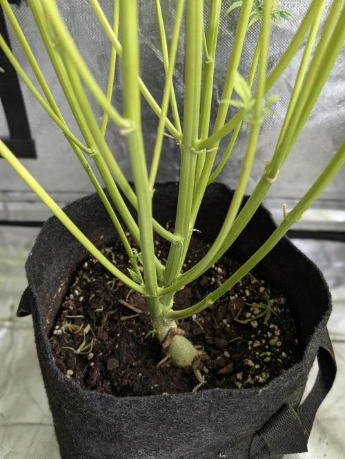 Twilight Zlush Auto x4. Week 11