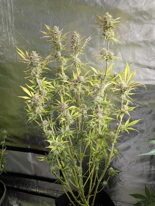 Twilight Zlush Auto x4. Week 11 - N4