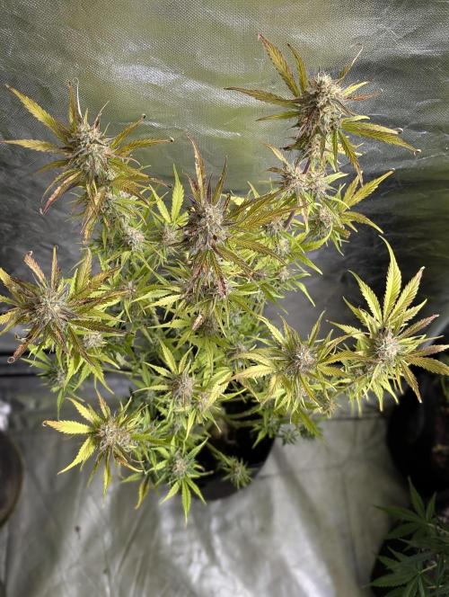 Twilight Zlush Auto x4. Week 11