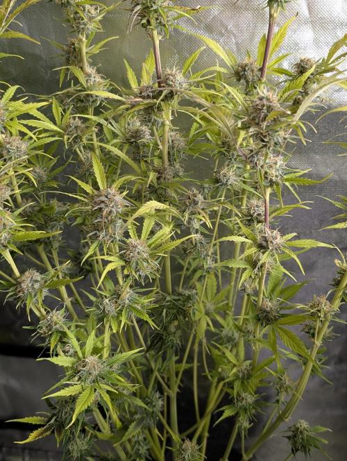 Twilight Zlush Auto x4. Week 11