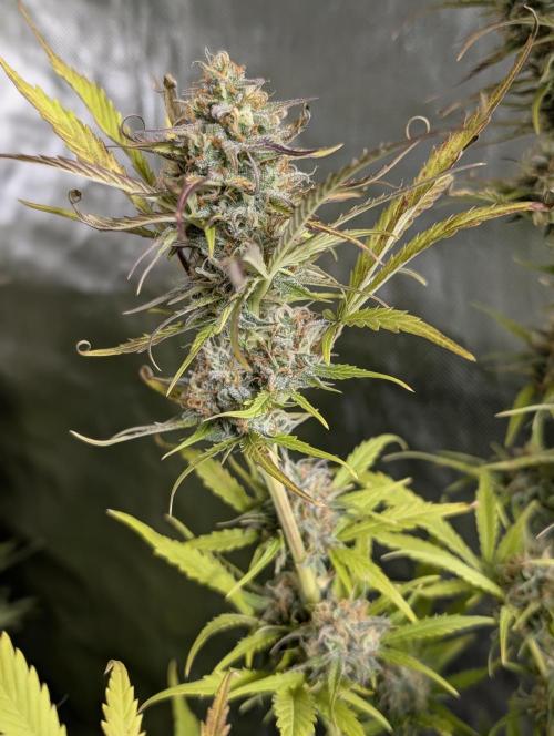 Twilight Zlush Auto x4. Week 11