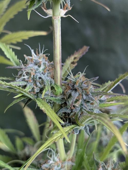 Twilight Zlush Auto x4. Week 11