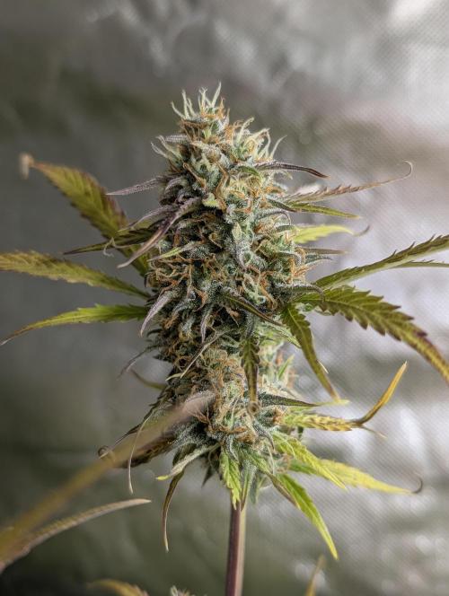 Twilight Zlush Auto x4. Week 11