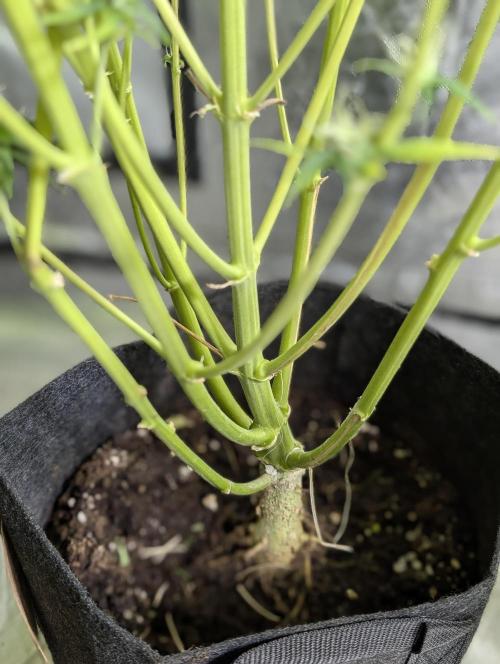 Twilight Zlush Auto x4. Week 11