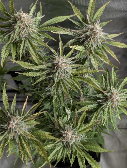 Twilight Zlush Auto x3. Week 11