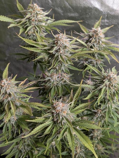 Twilight Zlush Auto x3. Week 11