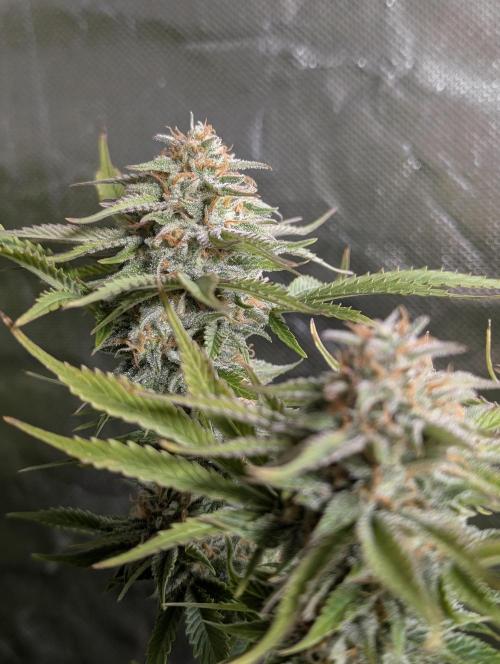 Twilight Zlush Auto x3. Week 11