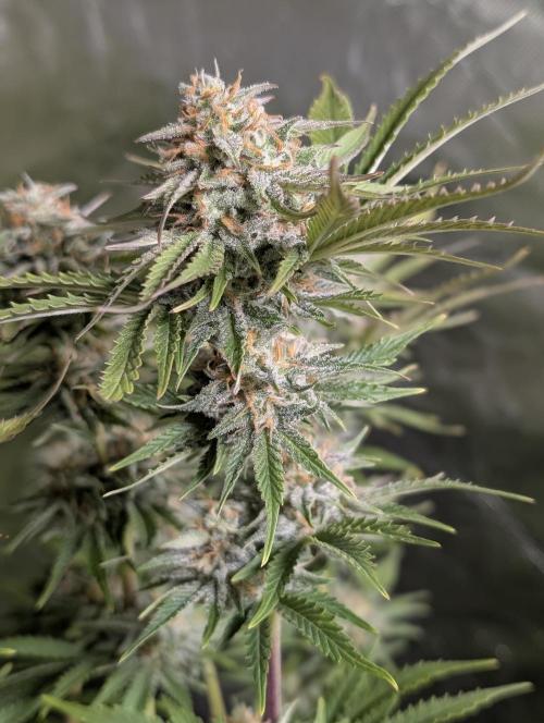 Twilight Zlush Auto x3. Week 11