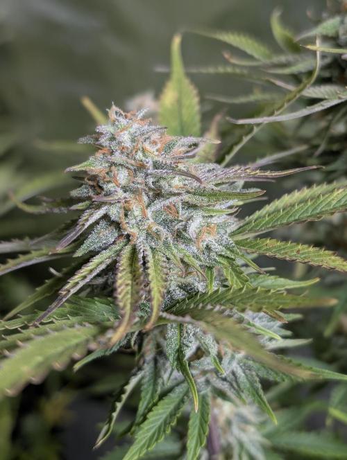 Twilight Zlush Auto x3. Week 11