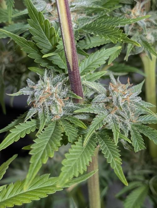 Twilight Zlush Auto x3. Week 11