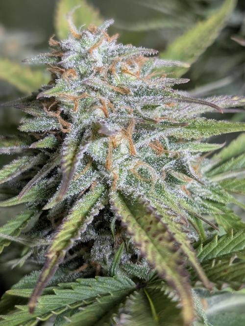 Twilight Zlush Auto x3. Week 11