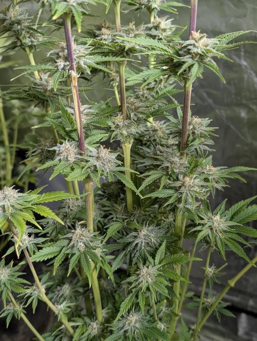 Twilight Zlush Auto x3. Week 11