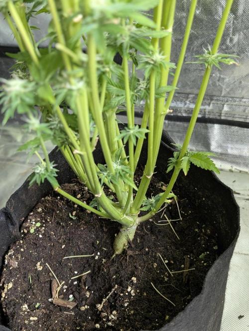 Twilight Zlush Auto x3. Week 11